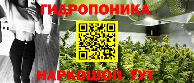 спайс Кингисепп